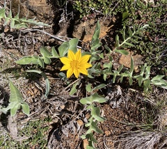 Balsamorhiza sericea