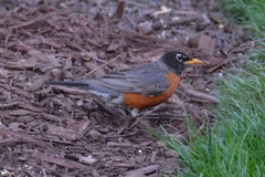 Turdus migratorius