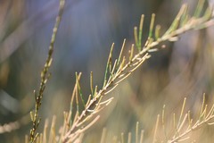 Allocasuarina diminuta diminuta