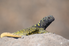 Antuco Chuckwalla photo 2