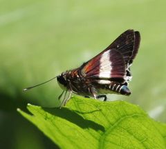 Platylesches picanini