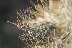 Allocasuarina diminuta diminuta