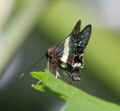 Platylesches picanini