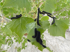 Hemileuca nevadensis