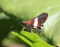 Platylesches picanini