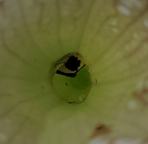 Pitcher Plant Mining Moth photo 3