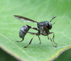 Physocephala furcillata