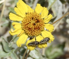 Acmaeodera latiflava