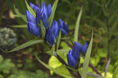 Gentiana triflora