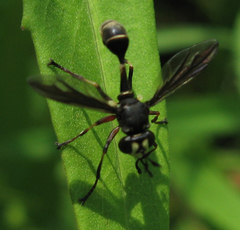 Physocephala furcillata