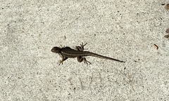 Sceloporus occidentalis