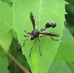 Physocephala furcillata