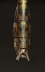 Gomphurus hybridus
