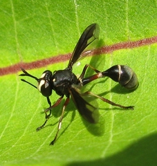 Physocephala furcillata