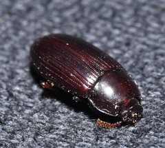 Uloma punctulata