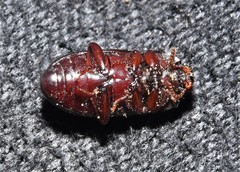 Uloma punctulata