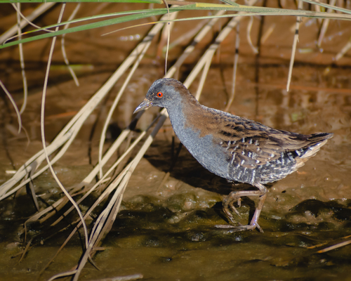 Dot-winged Crake