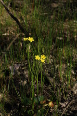 Ornduffia reniformis