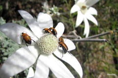 Phyllotocus scutellaris