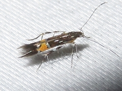Cosmopterix clemensella