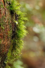 Dicranoloma menziesii