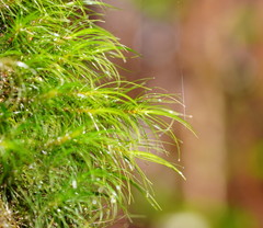 Dicranoloma menziesii