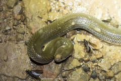 Hypsiscopus