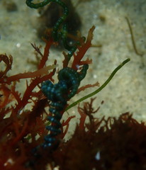 Chaetomorpha spiralis