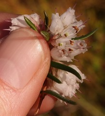 Erica omninoglabra