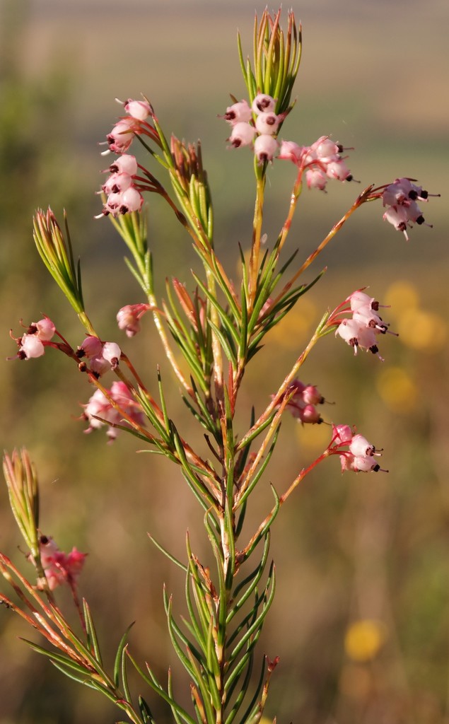 Giraffe Heath