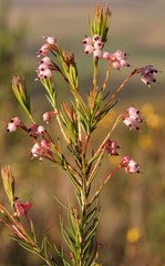 Erica polifolia