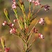 Erica polifolia - Photo (c) Nick Helme, algunos derechos reservados (CC BY-SA), subido por Nick Helme