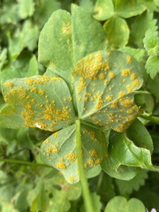 Puccinia oxalidis