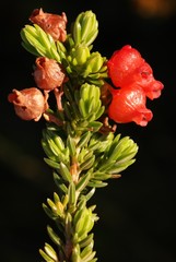 Erica ardens