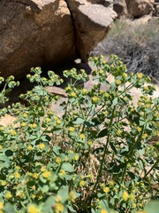 Euphorbia schizoloba