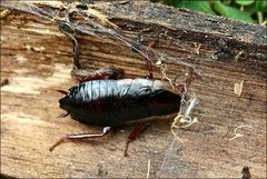 Drymaplaneta communis