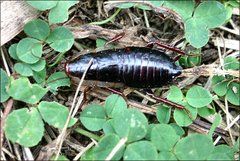 Drymaplaneta communis