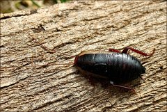 Drymaplaneta communis