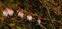 Erica omninoglabra