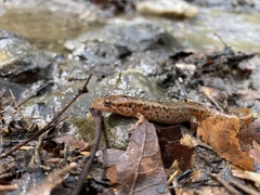 Desmognathus planiceps