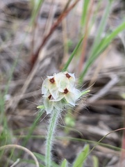Plantago hookeriana