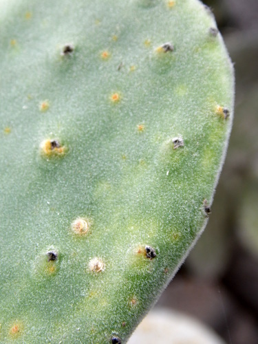 Woollyjoint Pricklypear