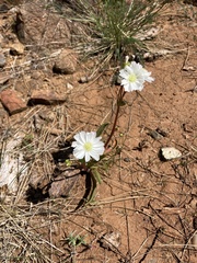 Lewisia oppositifolia