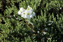 Erysimum concinnum