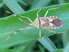 Prismatocerus prominulus