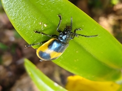 Monocesta ducalis