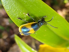 Monocesta ducalis