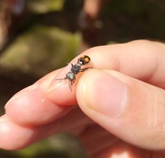 Dasymutilla argentea