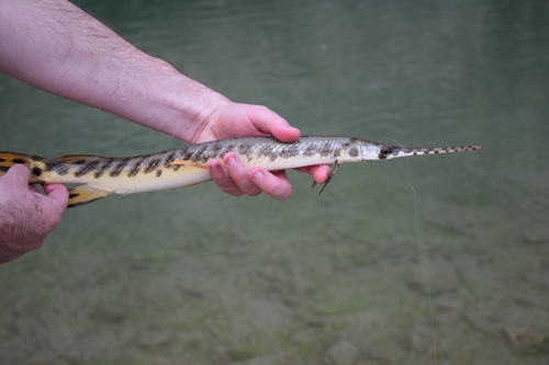 Longnose Gar