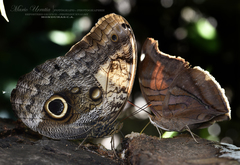 Caligo telamonius memnon